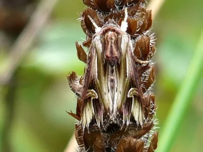 Actinotia polyodon