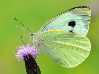 Pieris (Pieris) brassicae