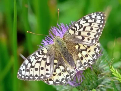 Argynnis (Speyeria) aglaja