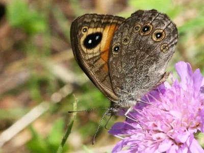 Lasiommata maera