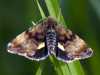 Panemeria tenebrata