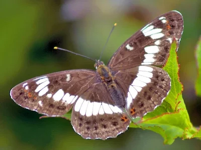 Limenitis camilla