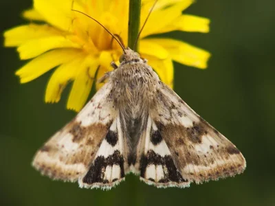 Heliothis (Heliothis) viriplaca
