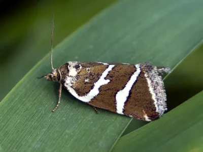Deltote bankiana