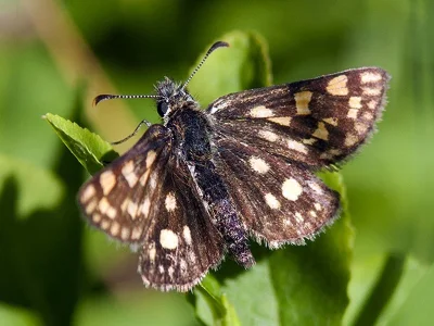 Carterocephalus palaemon