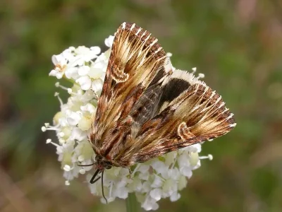 Actinotia radiosa