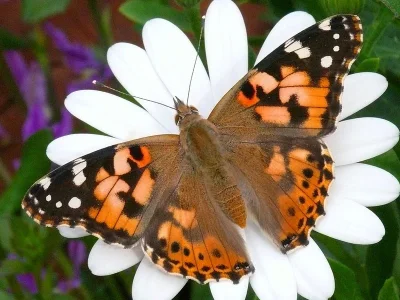 Vanessa cardui