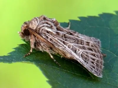 Tholera decimalis