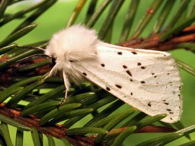 Spilosoma lubricipeda