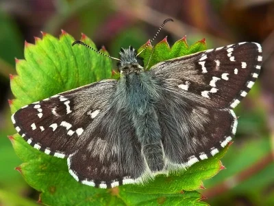 Pyrgus alveus