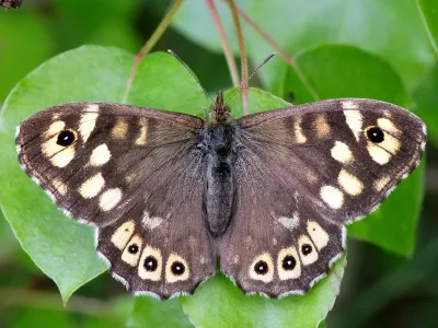 Pararge aegeria