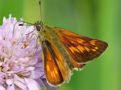 Ochlodes sylvanus