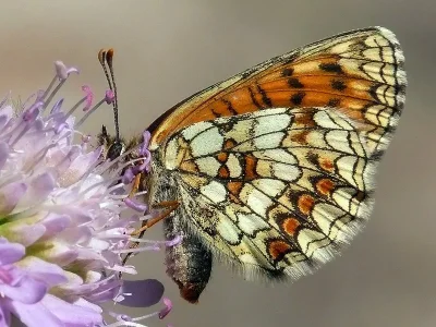 Melitaea (Mellicta) athalia