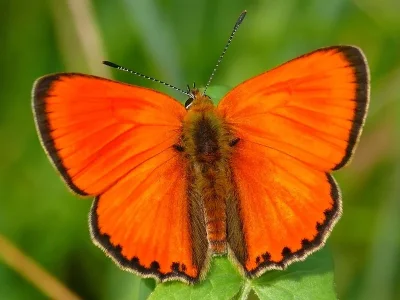 Lycaena (Heodes) virgaureae