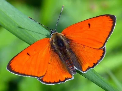 Lycaena (Thersamolycaena) dispar