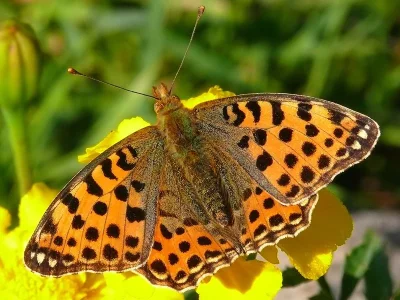 Issoria lathonia