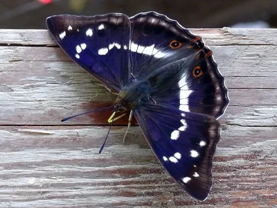 Apatura iris