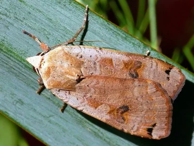 Noctua pronuba