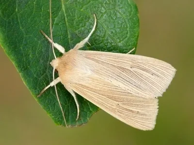 Mythimna (Mythimna) pallens