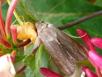 Cucullia umbratica