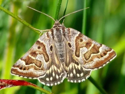 Euclidia (Callistege) mi