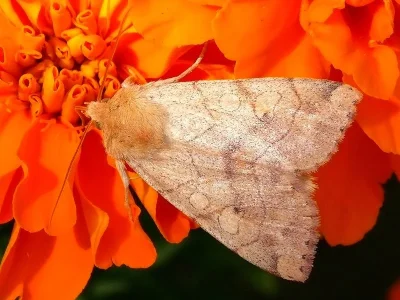 Enargia paleacea