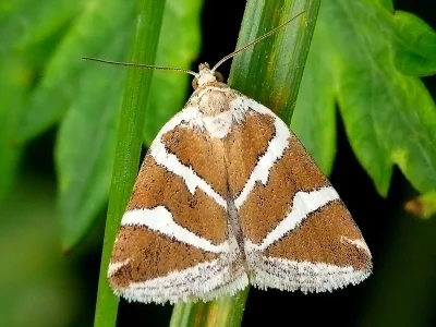 Deltote bankiana