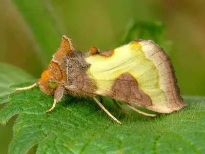 Diachrysia chrysitis