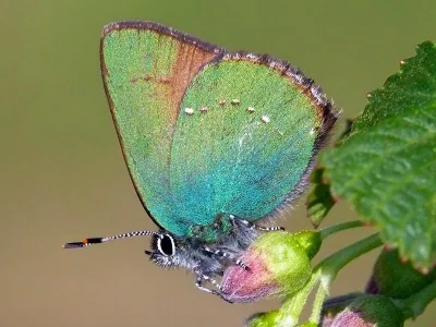 Callophrys (Callophrys) rubi