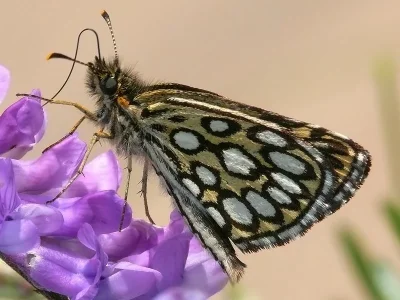 Heteropterus morpheus