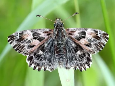 Carcharodus alceae