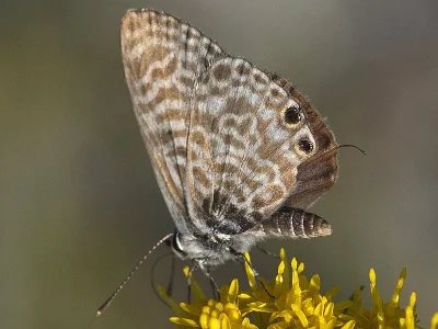 Leptotes pirithous