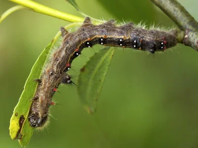 Clostera anastomosis