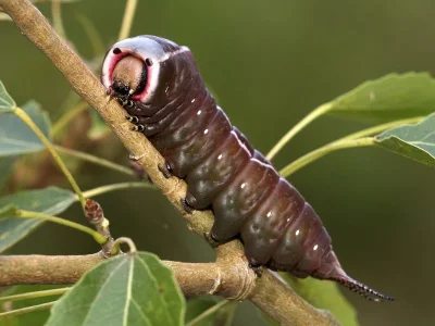 Cerura (Cerura) vinula