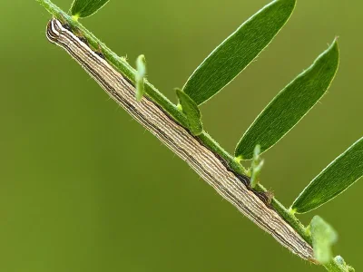 Euclidia (E.) glyphica