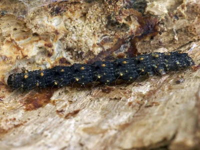 Parascotia fuliginaria