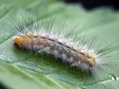 Spilarctia (S.) lutea