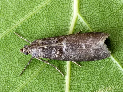 Ortholepis betulae