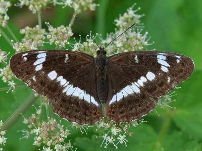 Limenitis camilla