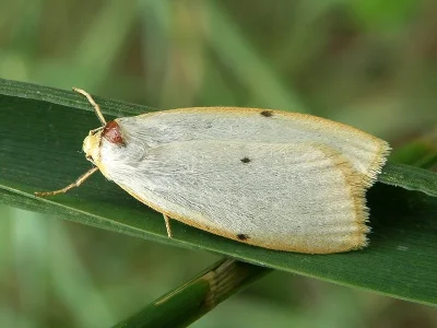 Cybosia mesomella