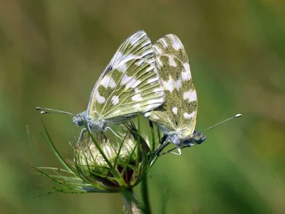 Pontia edusa