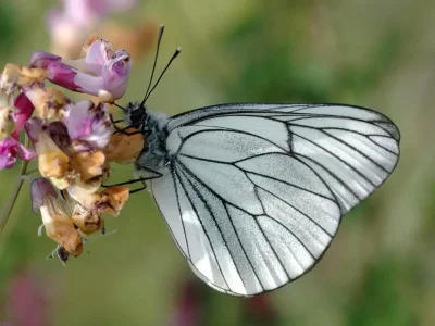 Aporia crataegi