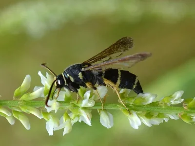Paranthrene tabaniformis