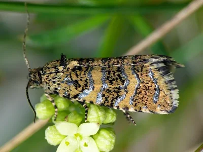 Phiaris scoriana