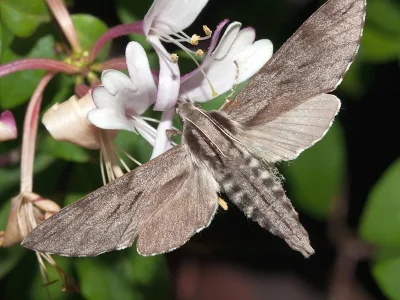 Sphinx pinastri