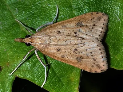 Udea numeralis