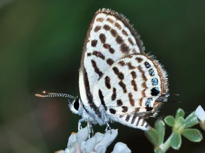 Tarucus theophrastus