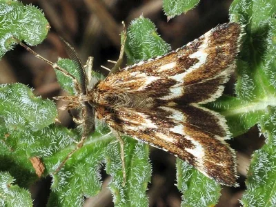 Synaphe diffidalis