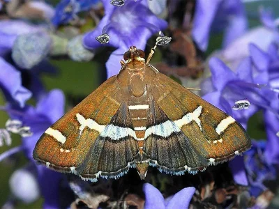 Spoladea recurvalis