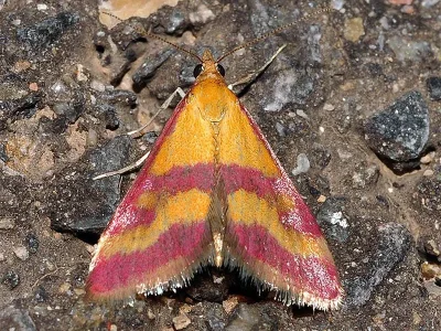 Pyrausta virginalis